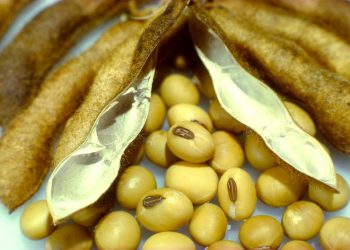 Lecithin: Properties, Benefits and its use in the Kitchen