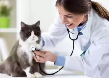 5 Reasons Why Your Indoor Cat Needs Health Insurance