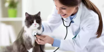5 Reasons Why Your Indoor Cat Needs Health Insurance