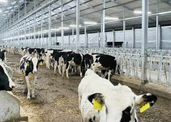 The Impact of Light Flicker and Intensity on Dairy Welfare and Performance