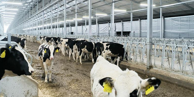 The Impact of Light Flicker and Intensity on Dairy Welfare and Performance