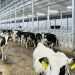 The Impact of Light Flicker and Intensity on Dairy Welfare and Performance