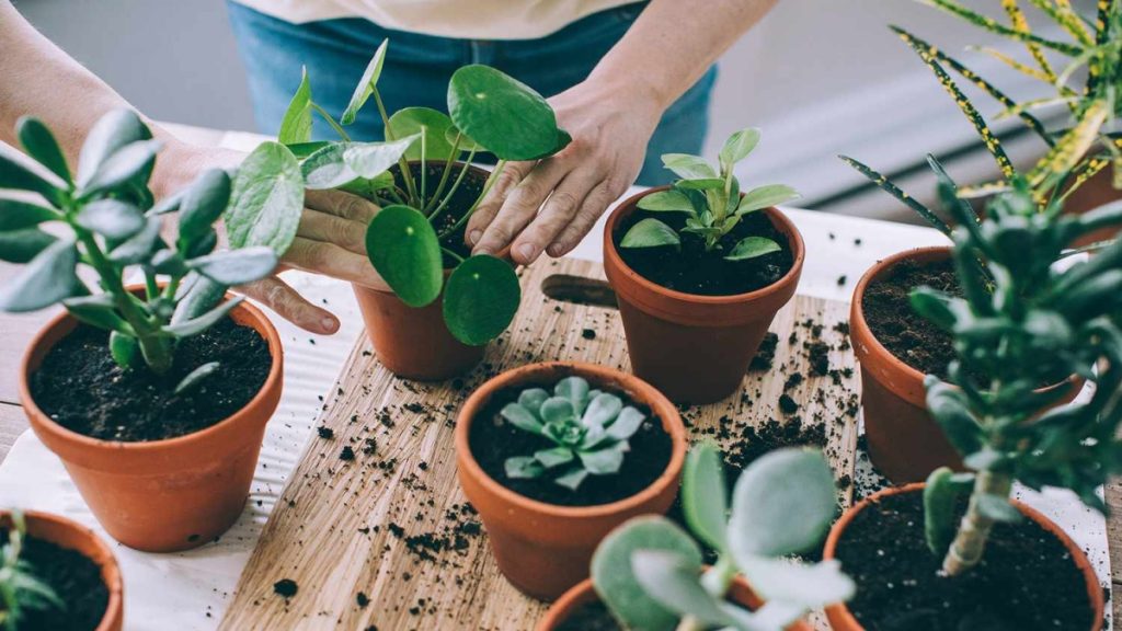 Indoor Plants That Thrive in a Condo Setting