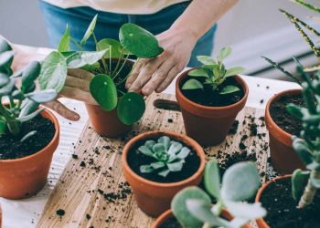 Indoor Plants That Thrive in a Condo Setting