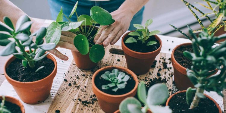 Indoor Plants That Thrive in a Condo Setting