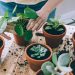 Indoor Plants That Thrive in a Condo Setting