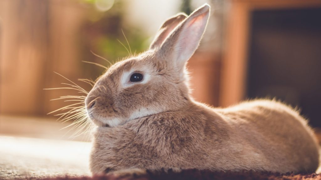 Care Tips For Your Pet Rabbit in a Condo