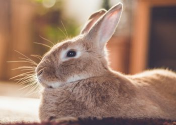 Care Tips For Your Pet Rabbit in a Condo