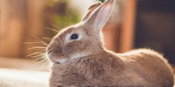 Care Tips For Your Pet Rabbit in a Condo