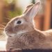 Care Tips For Your Pet Rabbit in a Condo