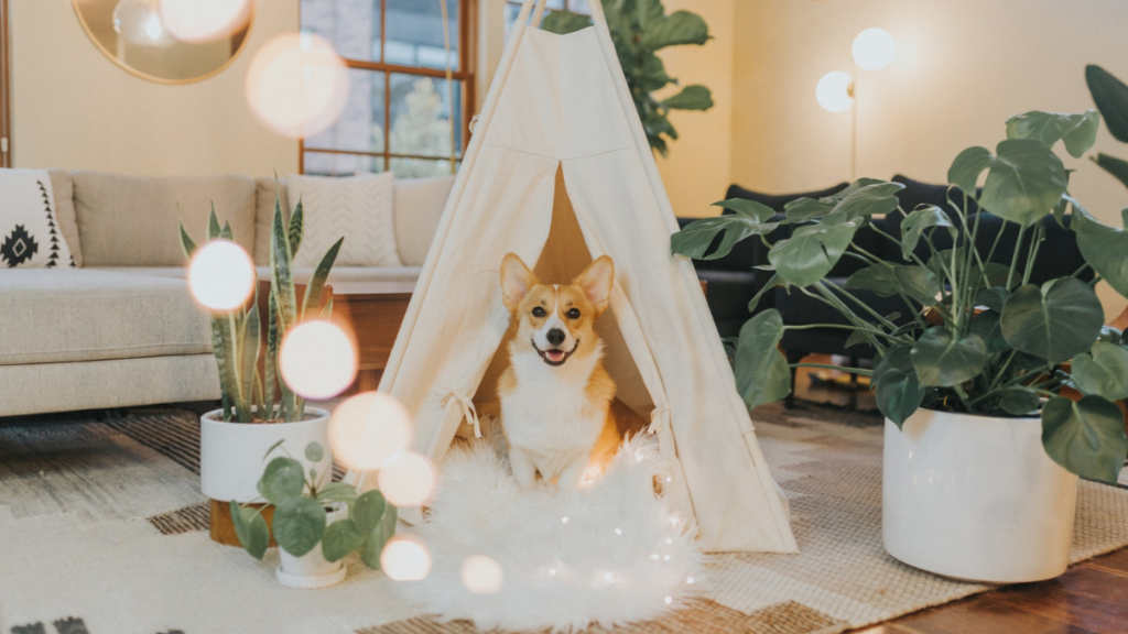 Tips for Crafting a Happy & Healthy Pet Space