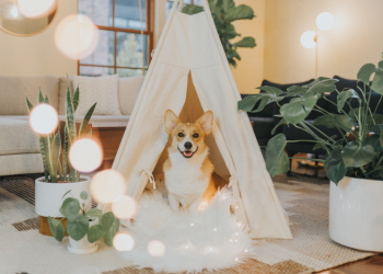 Tips for Crafting a Happy & Healthy Pet Space