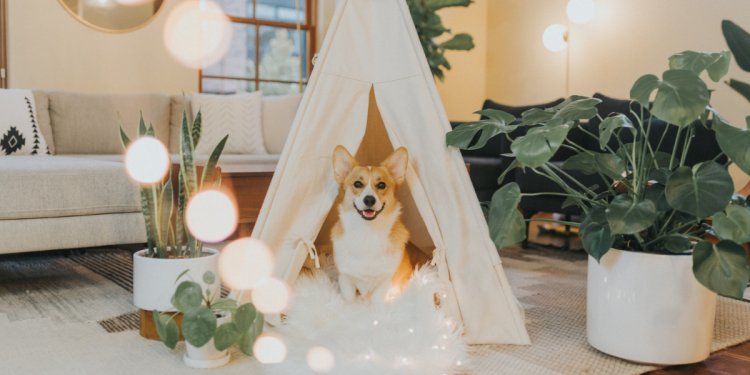 Tips for Crafting a Happy & Healthy Pet Space