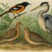 Colorful Audubon bird illustration highlighting Joel Bartsch’s notable ornithological discoveries