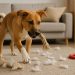 Calm golden retriever chewing a toy in a cozy living room, promoting positive dog behavior